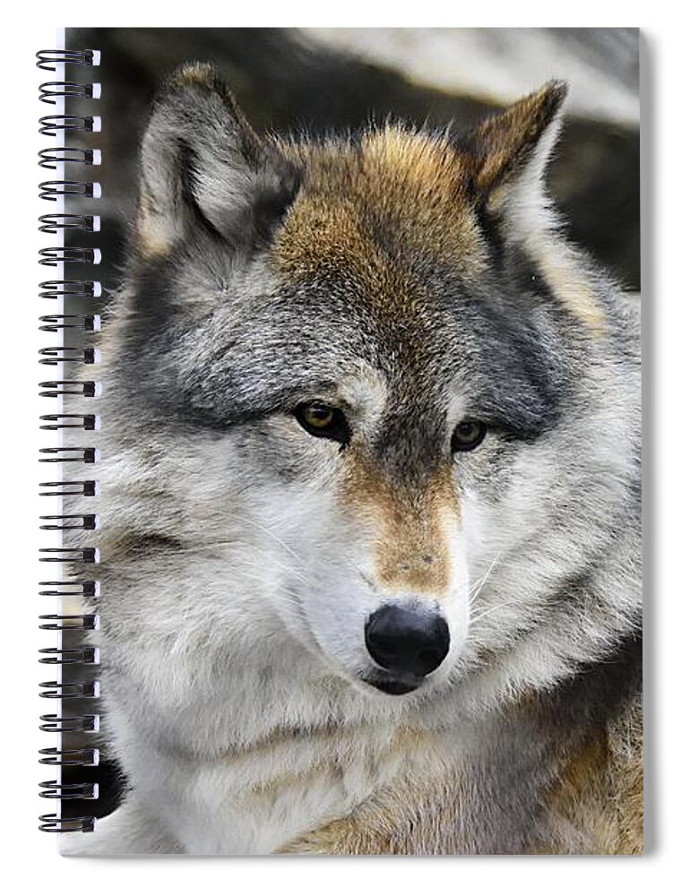 Photography Spiral Notebook featuring the photograph Grey Wolf by Larry Ricker