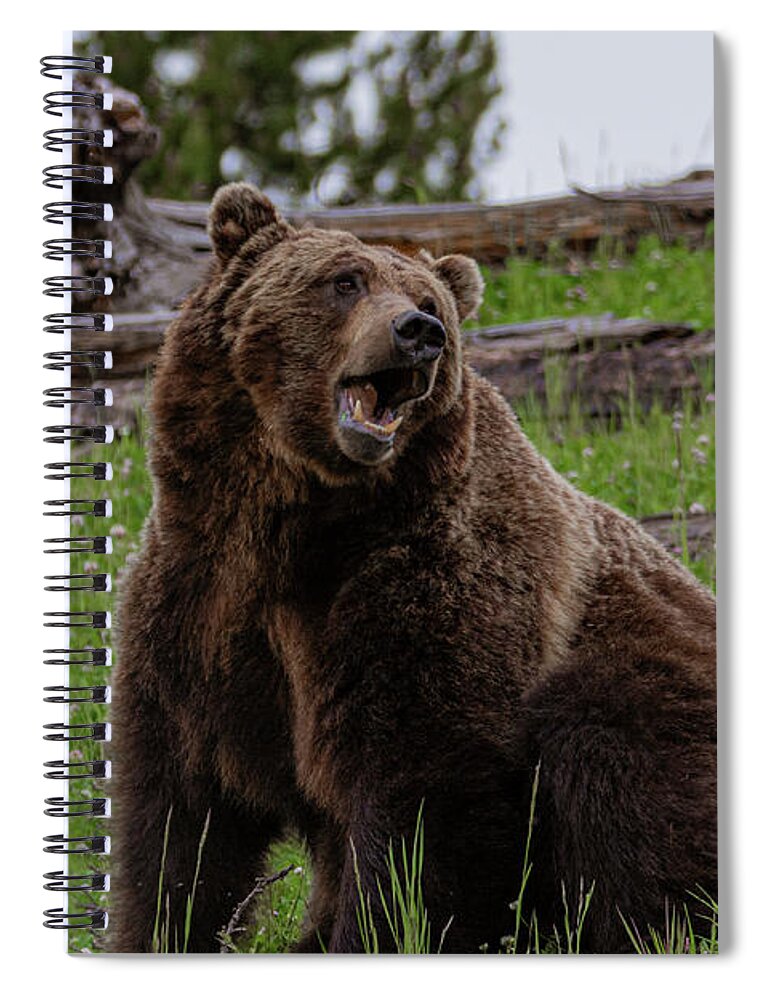 Grizzly Spiral Notebook featuring the photograph Grizzly Boredom by Douglas Wielfaert