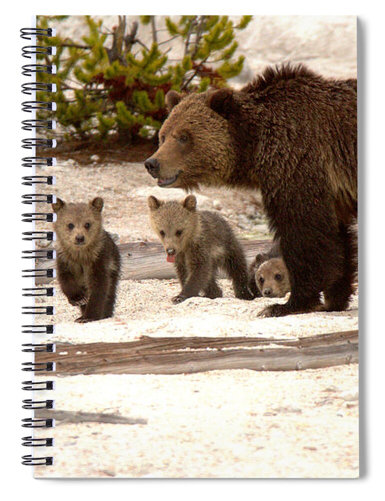 Grizly Bear Spiral Notebook featuring the photograph Grizzly Family On The Thermal Crust by Adam Jewell