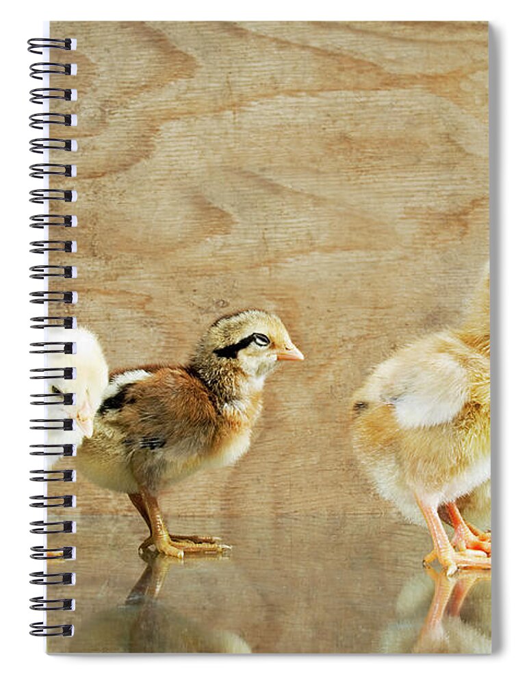 Animal Themes Spiral Notebook featuring the photograph Group Of Baby Chickenschicks by Pete Starman
