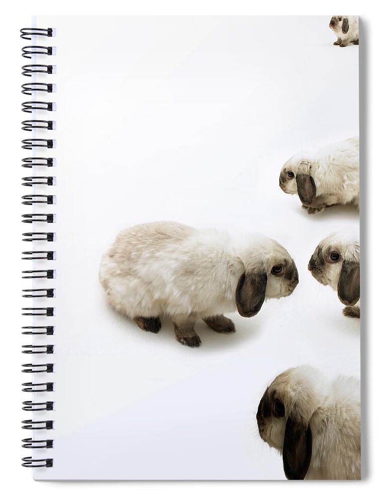 Pets Spiral Notebook featuring the photograph Group Of Lop-eared Rabbits Against by Michael Blann
