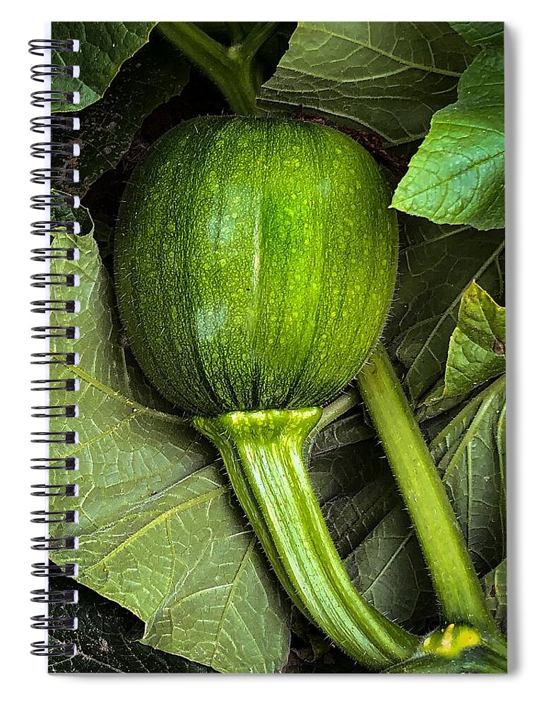 Pumpkin Spiral Notebook featuring the photograph Growing Pumpkin by Anamar Pictures