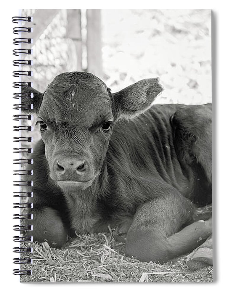 Grumpy Spiral Notebook featuring the photograph Grumpy Cow by Eddie Yerkish