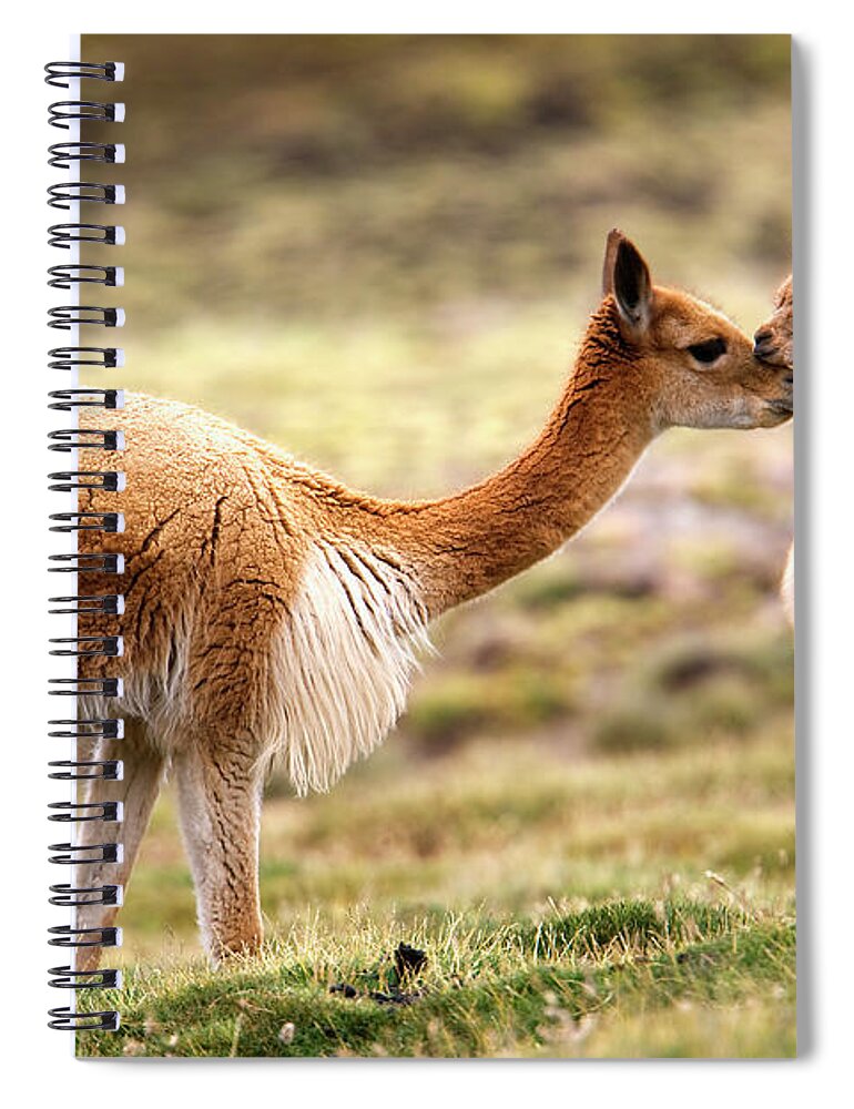 Vertebrate Spiral Notebook featuring the photograph Guanaco, Cria, Lauca National Park by Mint Images/ Art Wolfe
