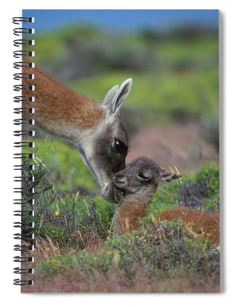 Care Spiral Notebook featuring the photograph Guanaco Lama Guanicoe, Torres Del Paine by Art Wolfe