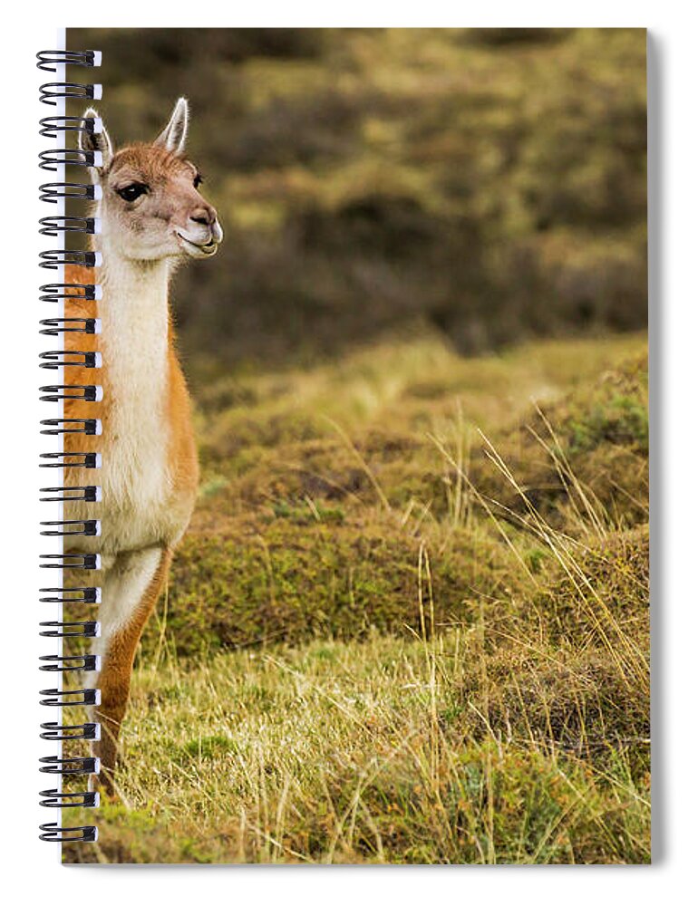 Sebastian Kennerknecht Spiral Notebook featuring the photograph Guanaco, Torres Del Paine by Sebastian Kennerknecht