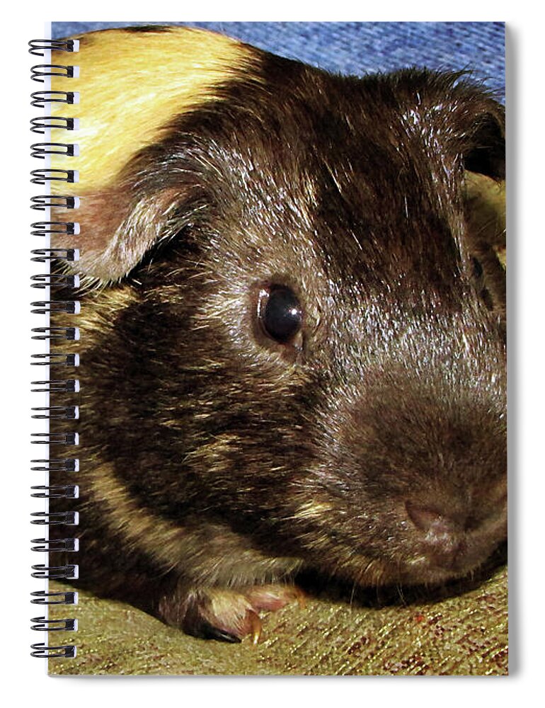 Pet Spiral Notebook featuring the photograph Guinea pig by Tikvah's Hope
