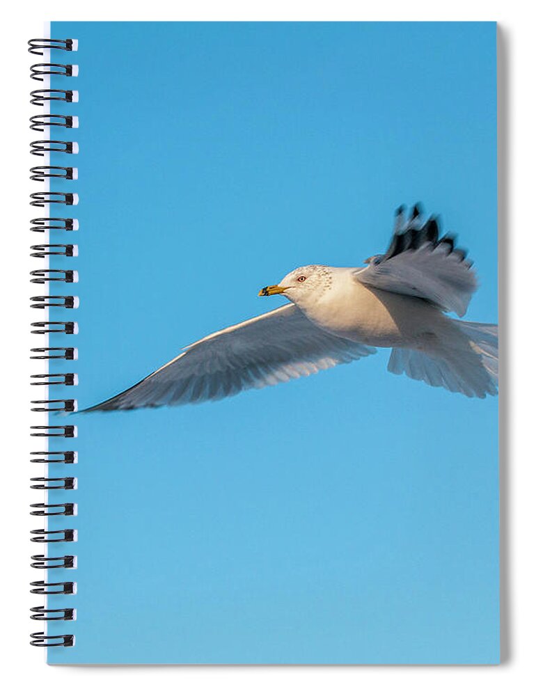 Shore Bird Spiral Notebook featuring the photograph Gull In Flight 1 by Cathy Kovarik