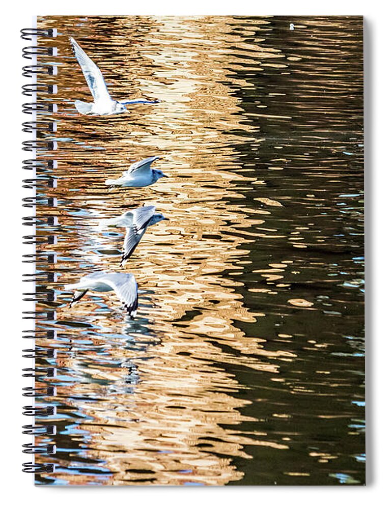 Gulls Spiral Notebook featuring the photograph Gulls Over Reflections by Kate Brown