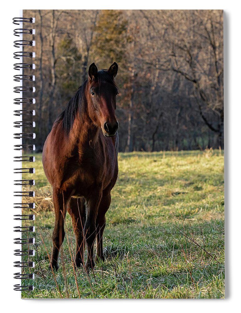 Wild Horse Spiral Notebook featuring the photograph Gypsy by Holly Ross