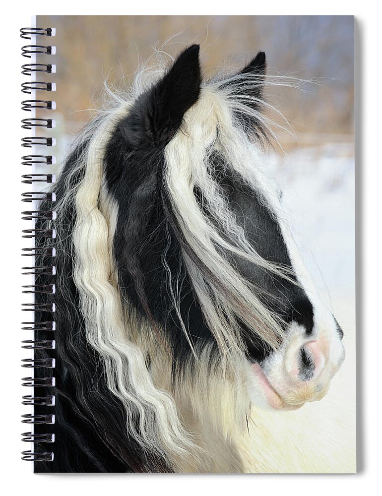 Horse Spiral Notebook featuring the photograph Gypsy Vanner Horse Head Shot, Long Mane by Catnap72