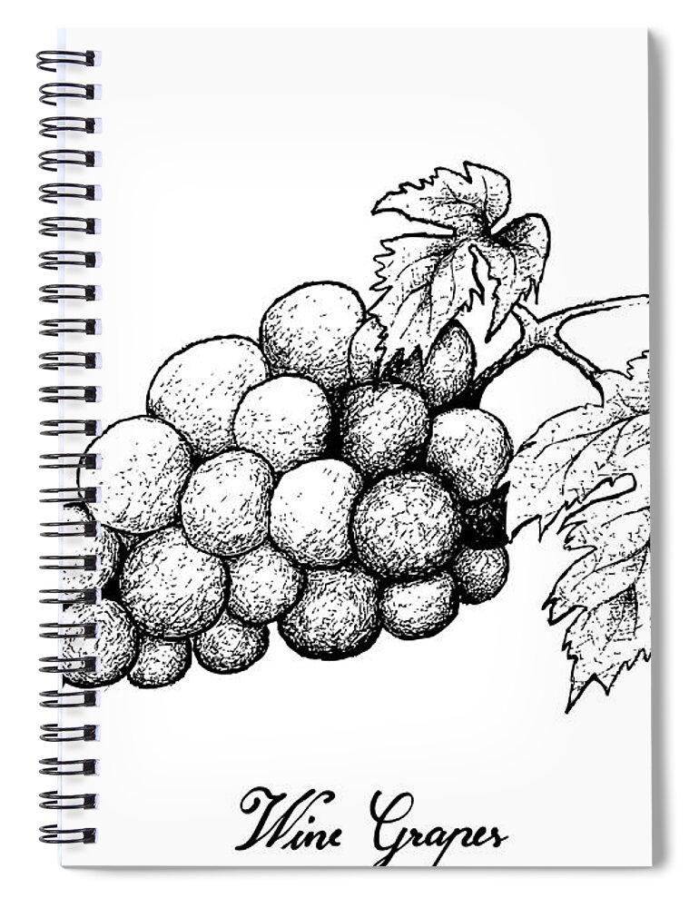 Black, Food, Fruit, Wine, Grapes, Drawing, White, Free - Grapes Sketch  Transparent, HD Png Download - vhv