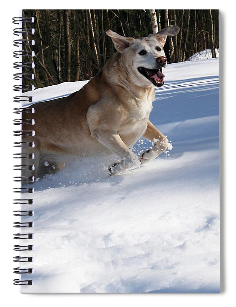 Labrador Retriever Spiral Notebook featuring the photograph Happy Dog by David Pratt