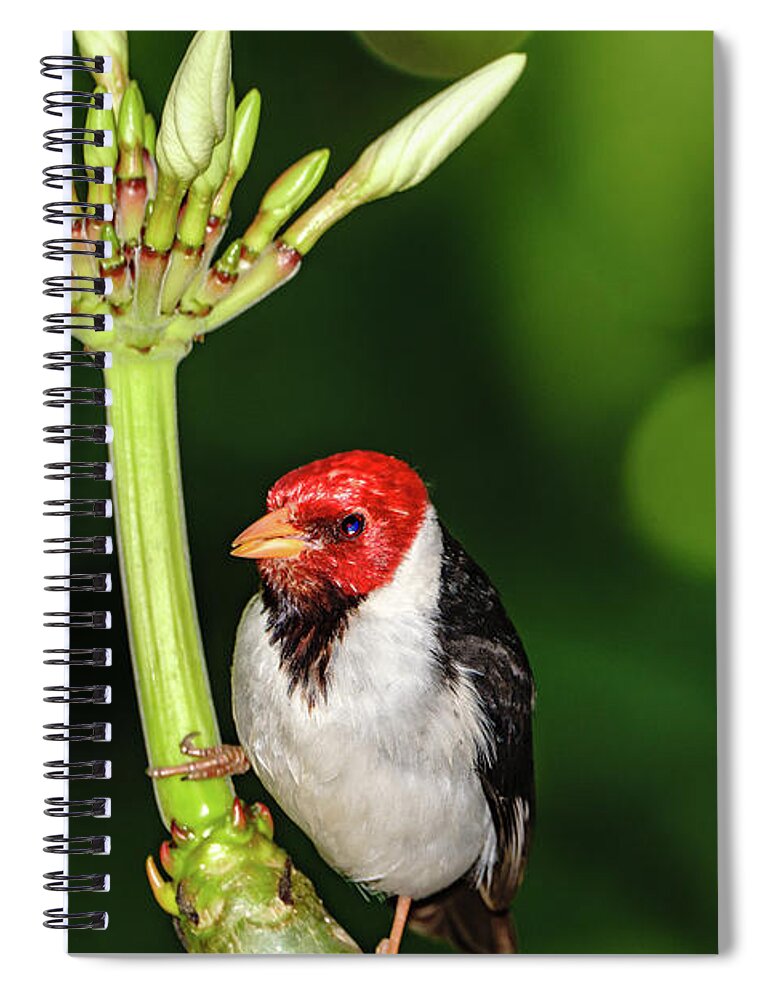 Hawaii Spiral Notebook featuring the photograph Happy Valentine's Day Bird by John Bauer