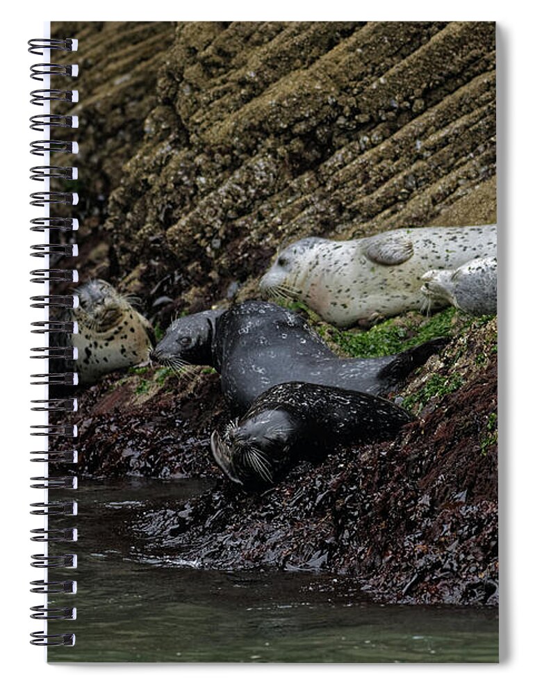 San Francisco Spiral Notebook featuring the photograph Harbor Seal Gang by Natural Focal Point Photography