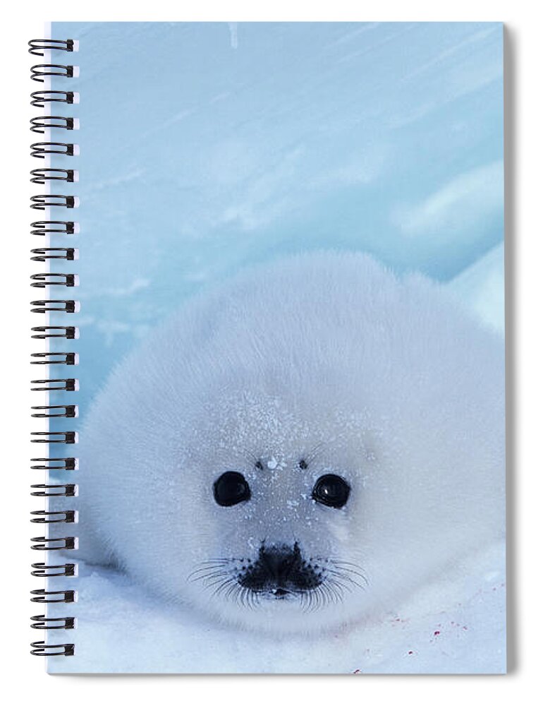Iles De La Madeleine Spiral Notebook featuring the photograph Harp Seal Phoca Groenlandica by Art Wolfe