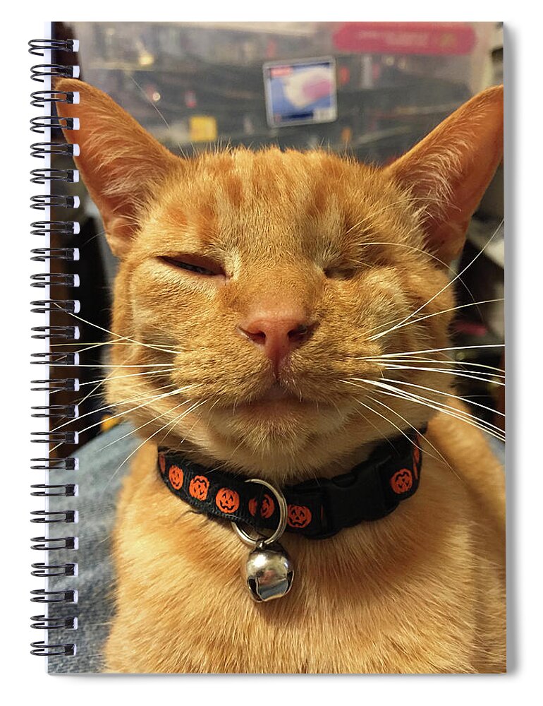 Kitty.orange Spiral Notebook featuring the photograph Have A Great Day by Matthew Seufer