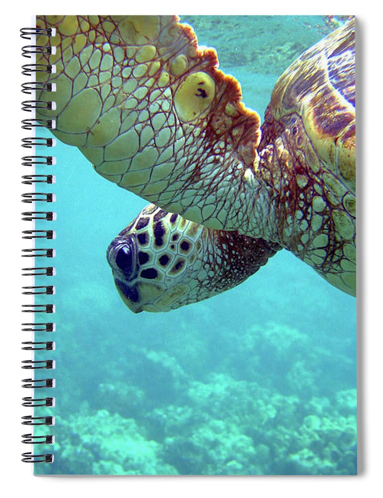 Underwater Spiral Notebook featuring the photograph Hawaiian Sea Turtle In Blue Water Above by Back In The Pack Dog Portraits