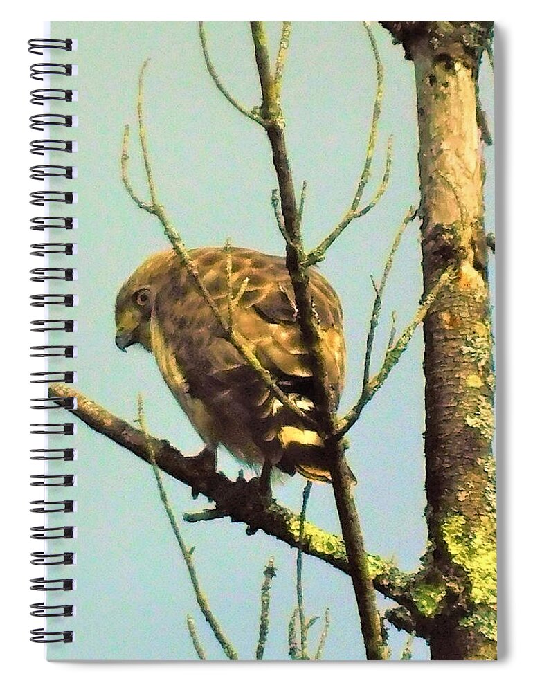 - Hawk-eye Spiral Notebook featuring the photograph - Hawk-Eye by THERESA Nye