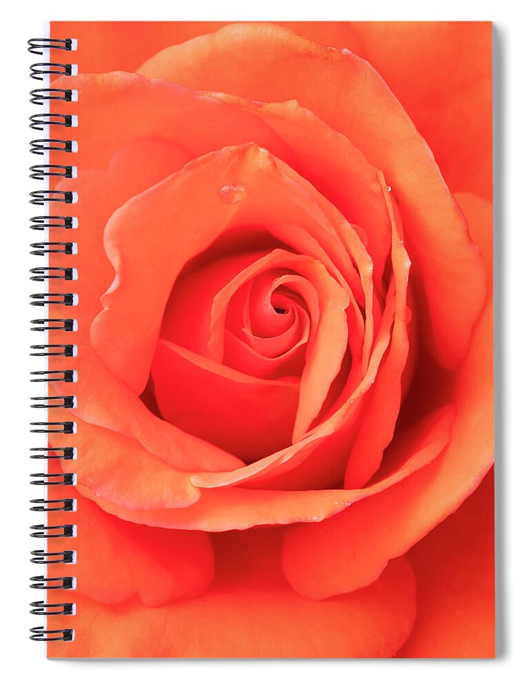 Heart Of A Rose Spiral Notebook featuring the photograph Heart of a Rose by Patty Colabuono
