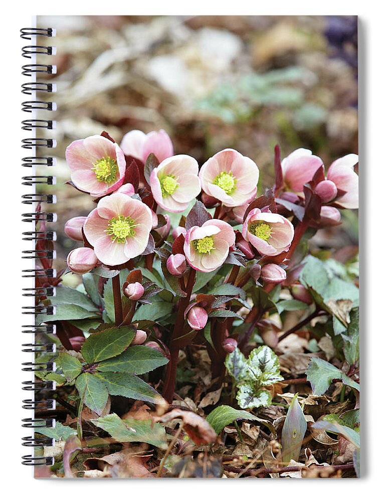 Flowers Spiral Notebook featuring the photograph Hellebores by Garden Gate magazine