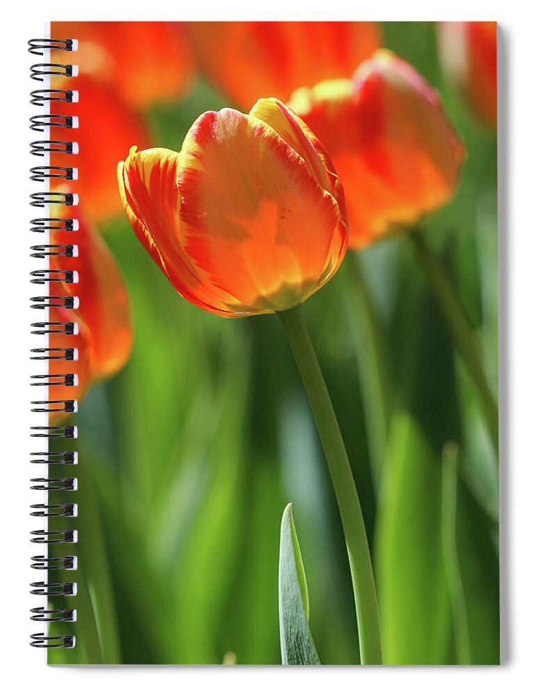 Tulip Spiral Notebook featuring the photograph Hello Sunshine by Mary Anne Delgado