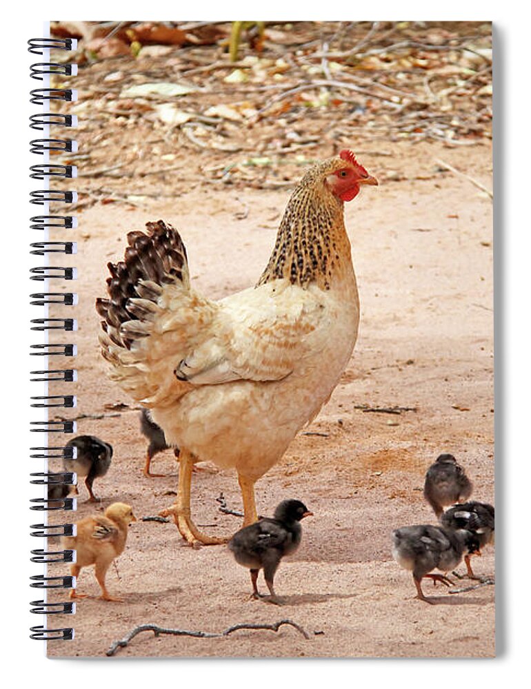 Hen Spiral Notebook featuring the photograph Hen With Chicks by Daniela Duncan