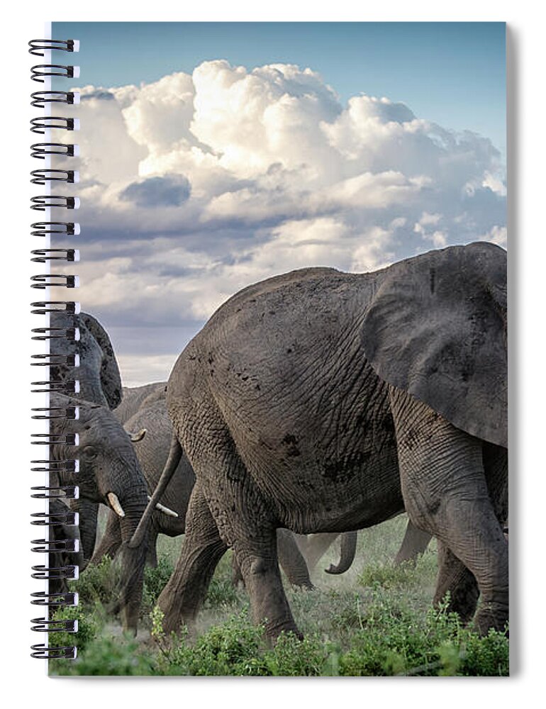 Kenya Spiral Notebook featuring the photograph Herd Of African Elephants On The Move by Mike Hill