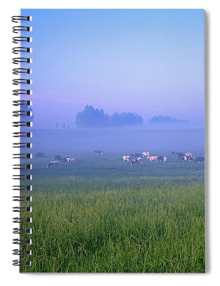 Dawn Spiral Notebook featuring the photograph Herd Of Cows Grazing In Morning Mist by Min Geolshik
