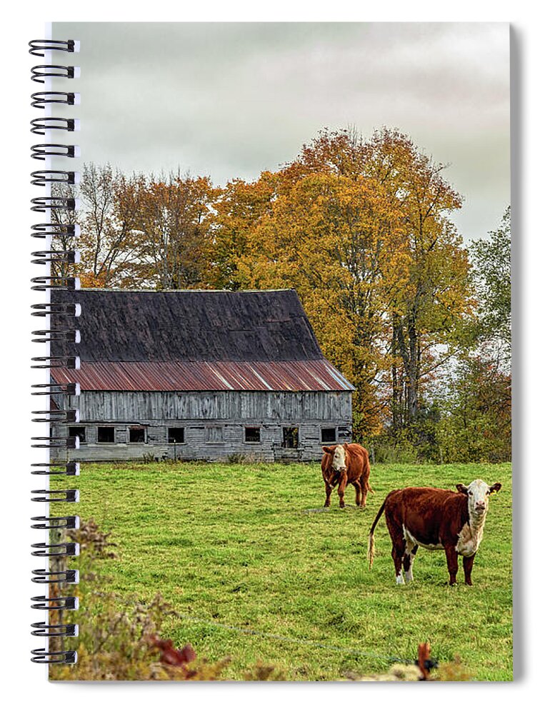 Vermont Spiral Notebook featuring the photograph Herefords in Fall by Rod Best