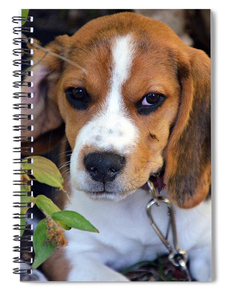 Beagle Puppy Spiral Notebook featuring the photograph Hermine The Beagle by Thomas Schroeder