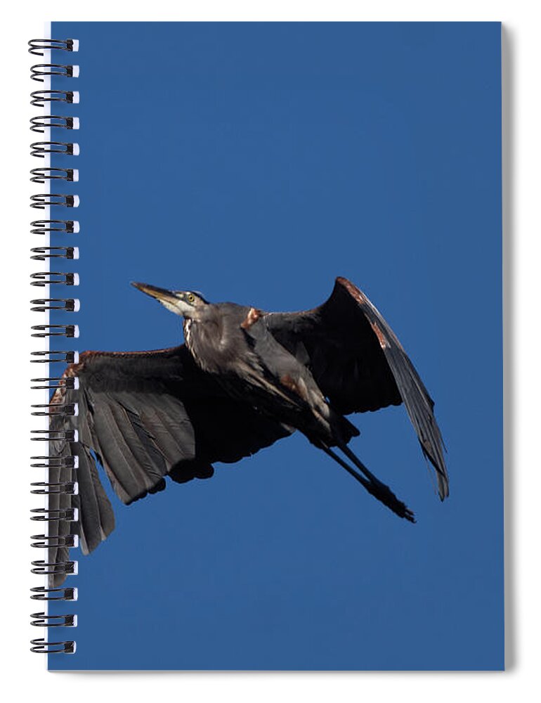 Birds Spiral Notebook featuring the photograph Heron in Flight by Paul Ross
