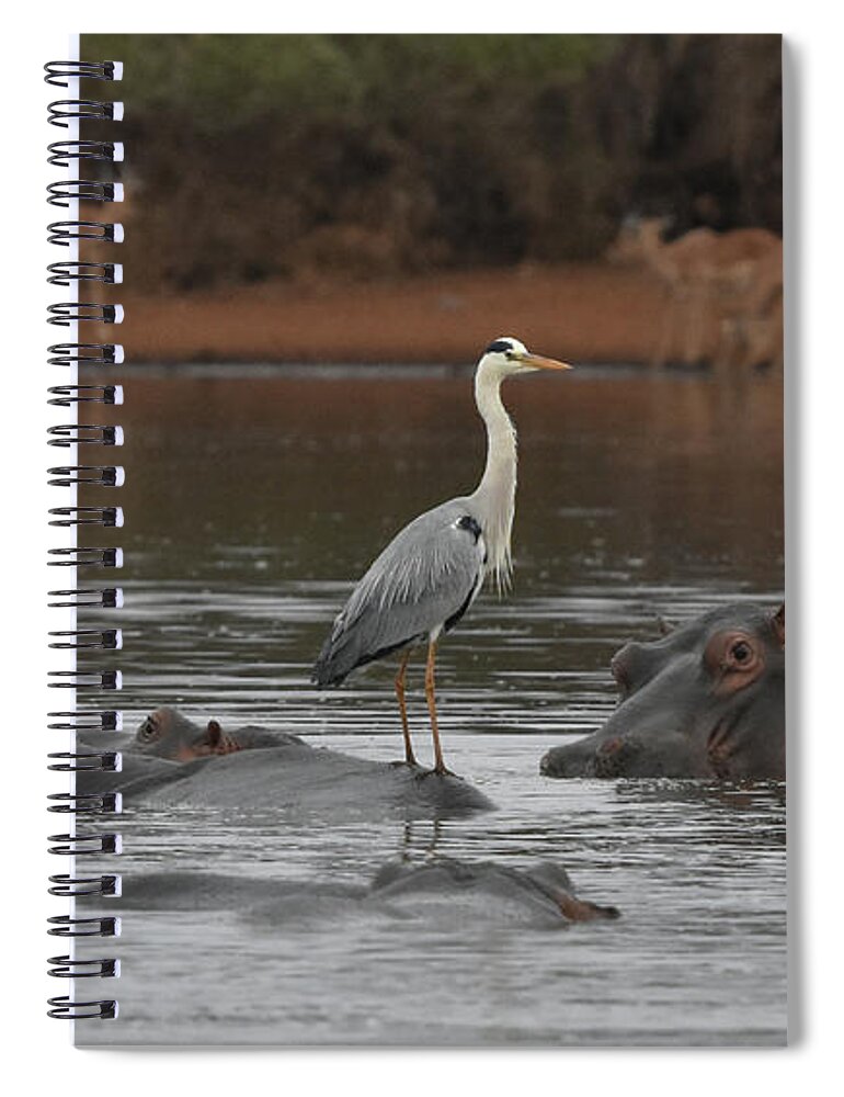 Hippos Spiral Notebook featuring the photograph Heron on a Hippo by Ben Foster