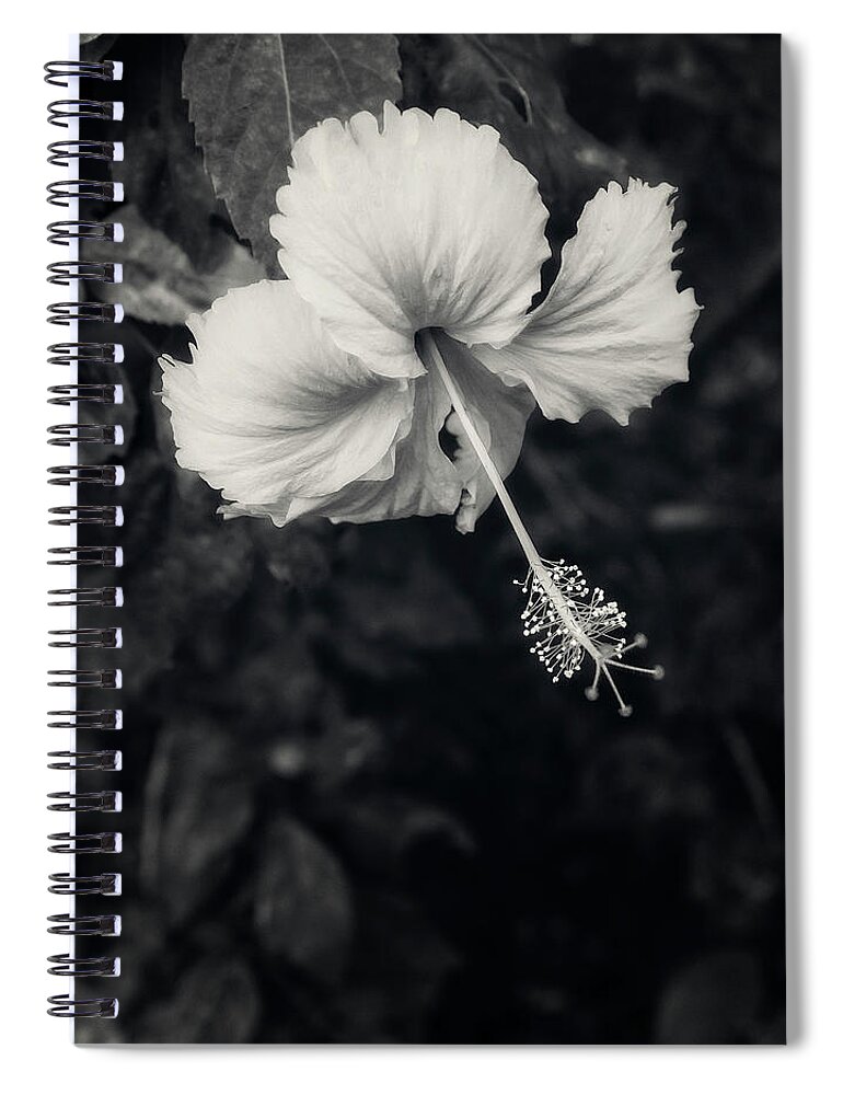 Hibiscus Spiral Notebook featuring the photograph Hibiscus Flower in Black and White by Catherine Reading