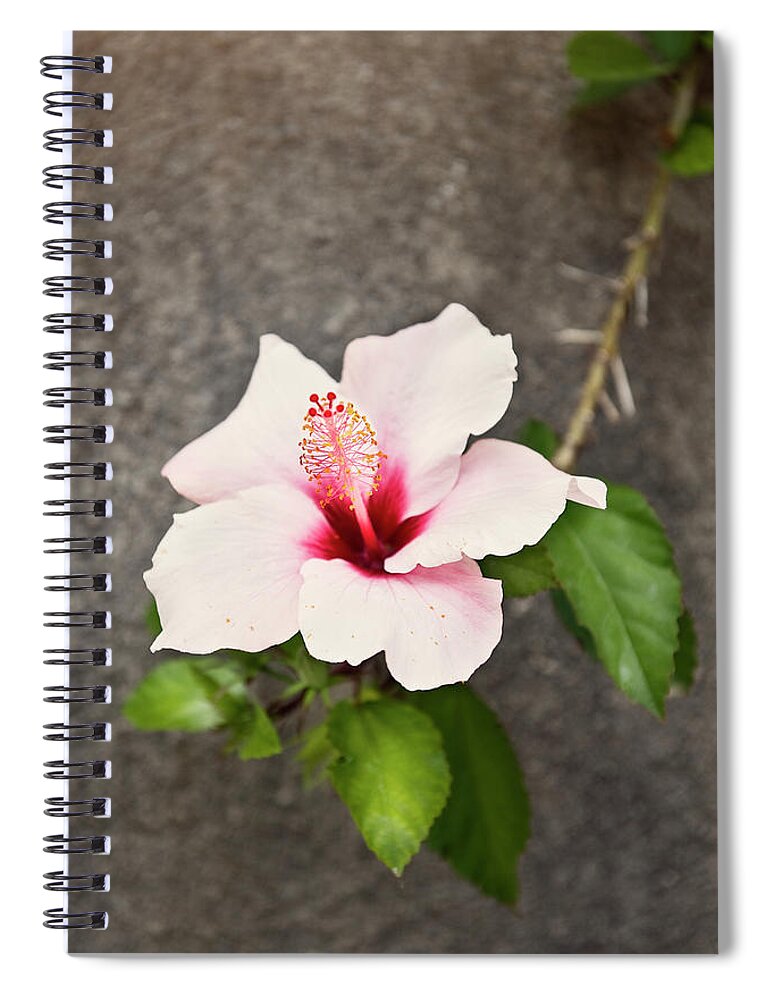 Outdoors Spiral Notebook featuring the photograph Hibiscus Flower by Johner Images
