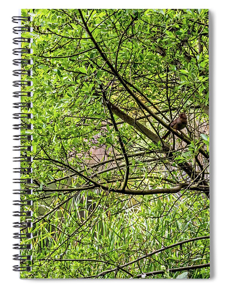 Towhee Spiral Notebook featuring the photograph Hiding in Plain Sight by Kate Brown