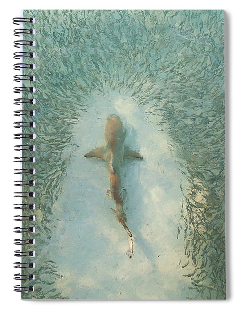 Animals In The Wild Spiral Notebook featuring the photograph High Angle View Of A Shark Swimming by Scott Carr