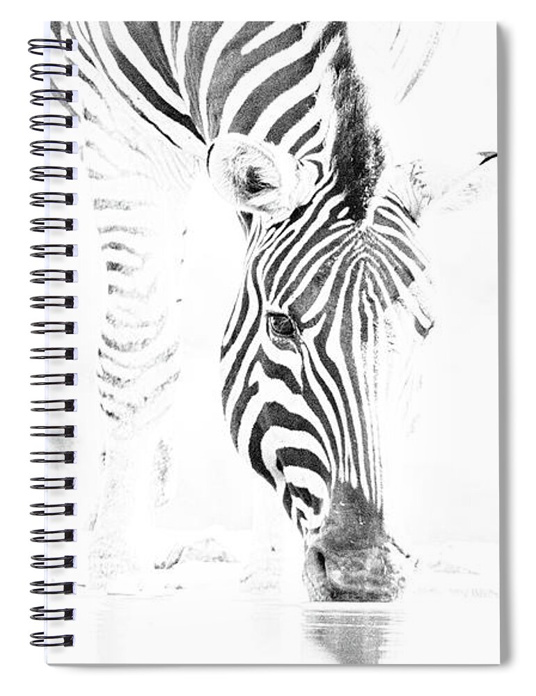 Zebra Spiral Notebook featuring the photograph High Key Zebra Drinking by Mark Hunter