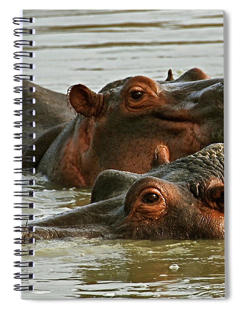 Hippopotamus Spiral Notebook featuring the photograph Hippo Resting Its Head by Peter Stanley / Www.photopoa.com