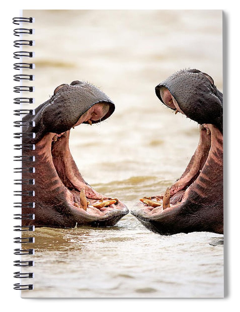 Isimangaliso Wetland Park Spiral Notebook featuring the photograph Hippopotamus by Tier Und Naturfotografie J Und C Sohns
