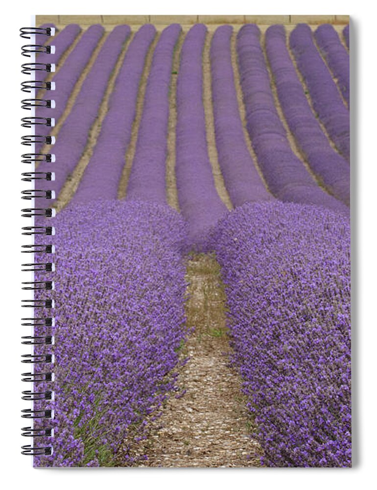 In A Row Spiral Notebook featuring the photograph Hitchin Lavender by Photo © Stephen Chung