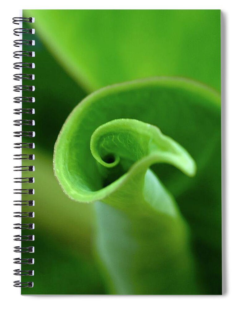 Elephant Ear Leaf Unfurling Curl Round Circle New Growth Green Floral Tropical Plant Nature Pitcher Container Natural Swirl Motion Twirl Shadow Edges Images Direction Bird Shell Green Yellow White Abstract Moods Contemporary Design Spiral Notebook featuring the photograph Holding Water by Alida M Haslett