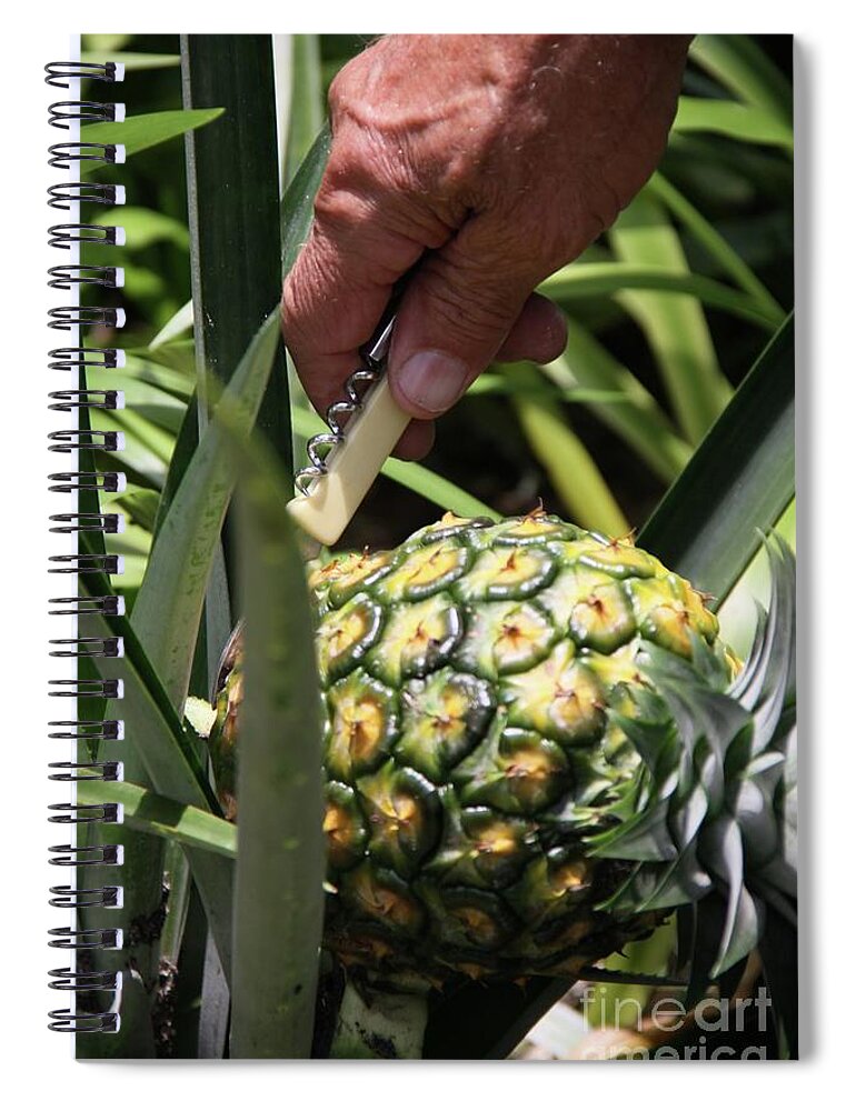 Home Spiral Notebook featuring the photograph Home Grown Hawaiian Gold Pineapple by Philip And Robbie Bracco