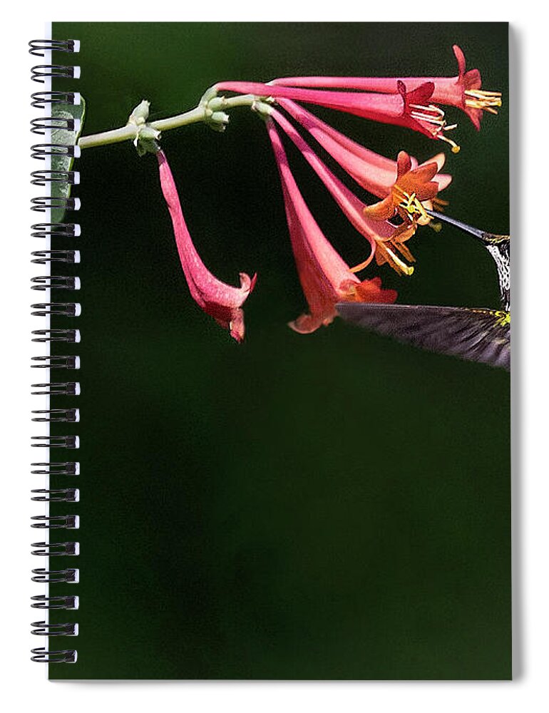 Bird Spiral Notebook featuring the photograph Honey Suckle Sipper by Art Cole