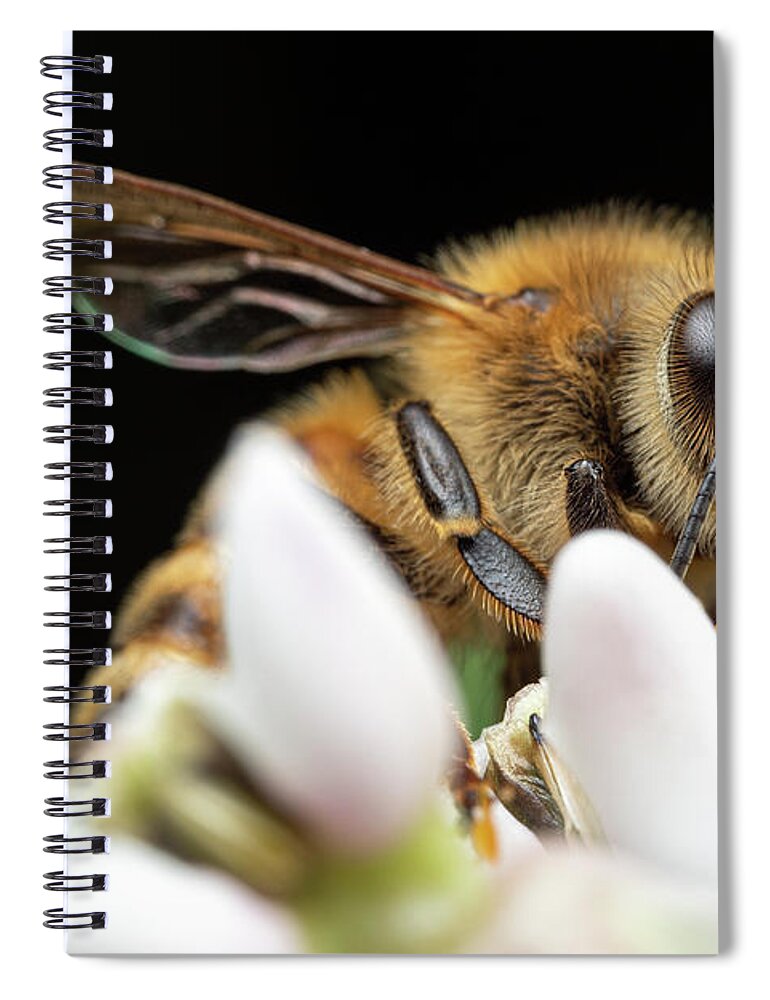 Honey-bee Honeybee Honey Bee Apiary Insect Close Up Closeup Close-up Macro Outside Outdoors Nature Brian Hale Brianhalephoto Spiral Notebook featuring the photograph Honeybee Peeking by Brian Hale