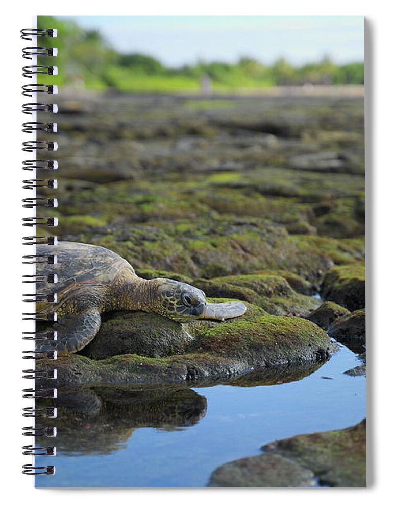 Wildlife Spiral Notebook featuring the photograph Honu reflections by Ivan Franklin