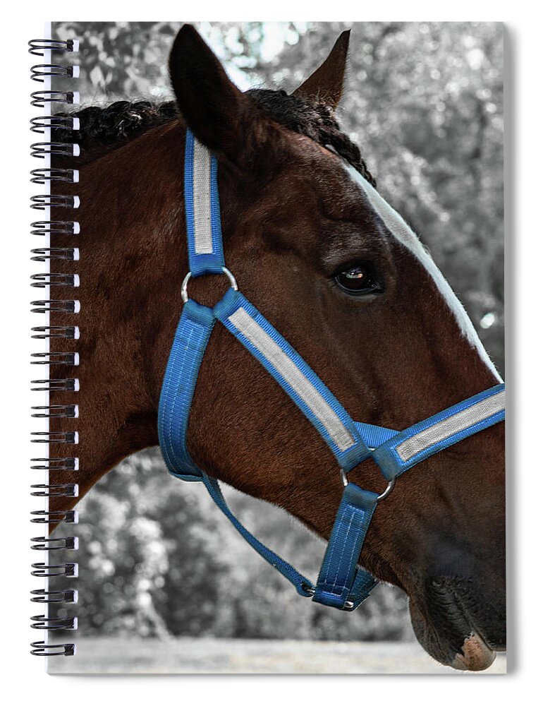 Horse Spiral Notebook featuring the photograph Horse 31 by Phil S Addis