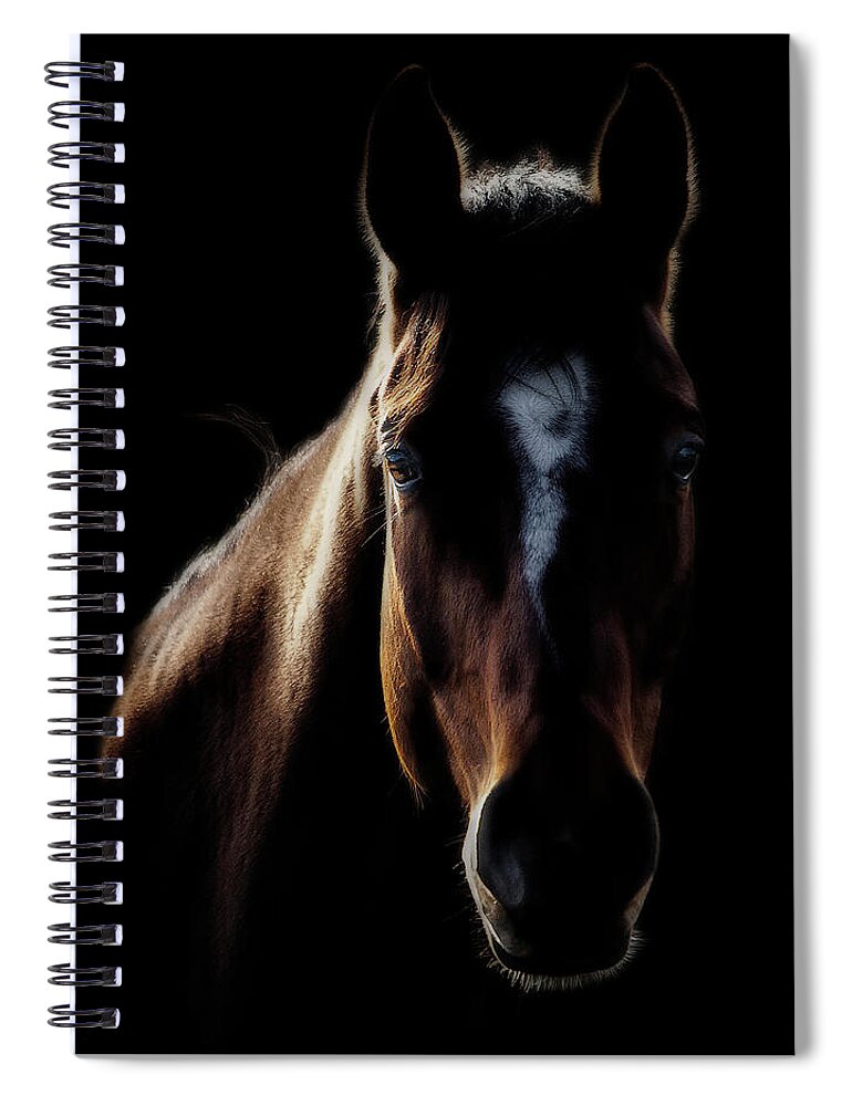 Horse Spiral Notebook featuring the photograph Horse In Backlight by Ryan Courson Photography