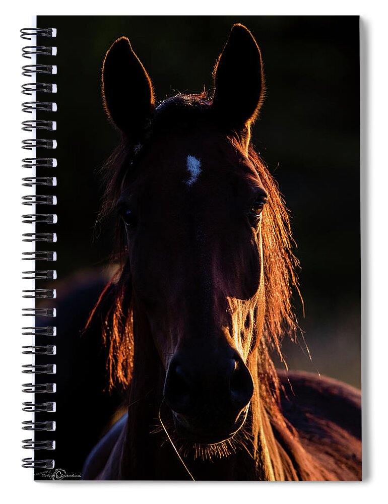 Horse Spiral Notebook featuring the photograph Horse portrait in back lit by Torbjorn Swenelius