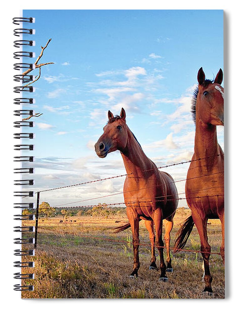 Horse Spiral Notebook featuring the photograph Horses Over Fence by South Sky Photography, Elizabeth Barnes